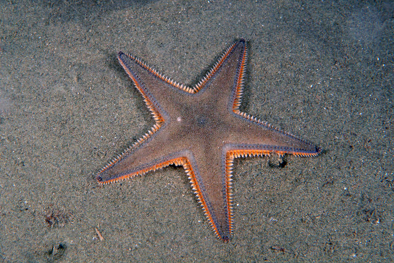 Astropecten jonstoni (Delle Chiaje, 1827)